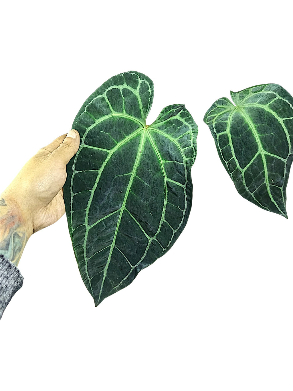 Anthurium Red Spider X Red Crystallinum