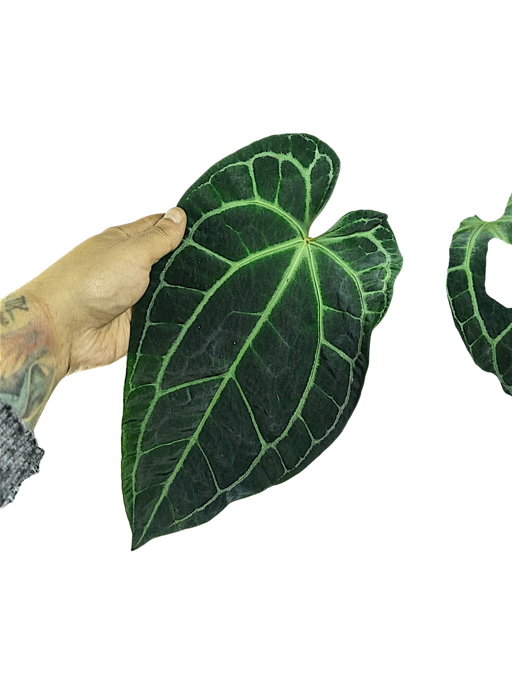 Anthurium Red Spider X Red Crystallinum