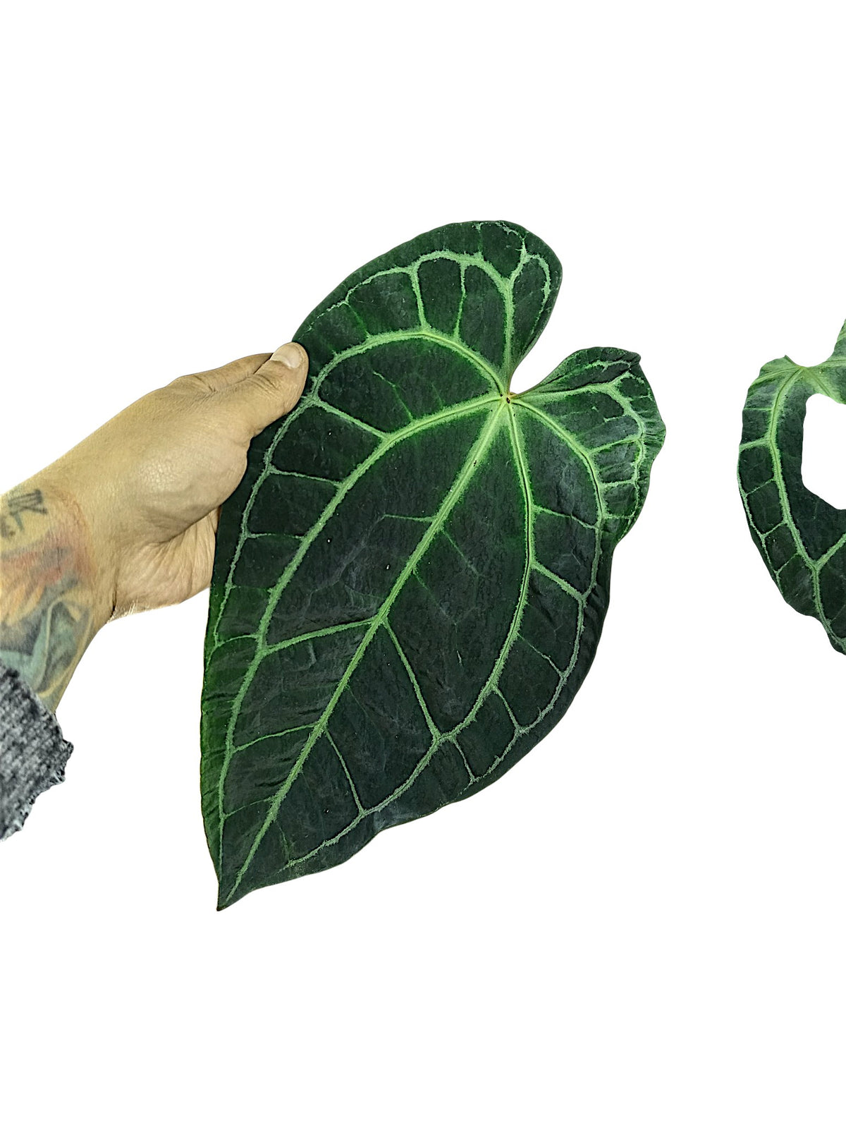 Anthurium Red Spider X Red Crystallinum