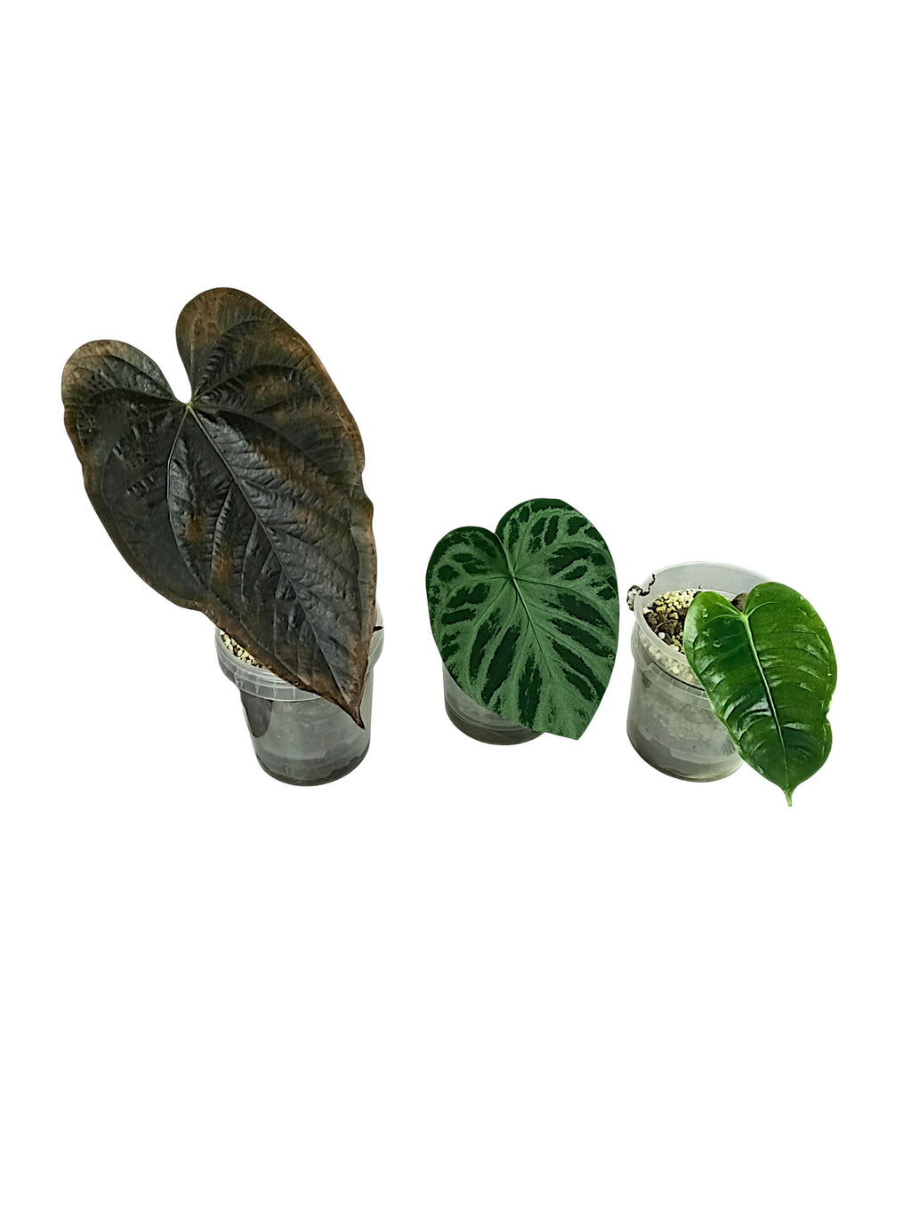 Anthurium group