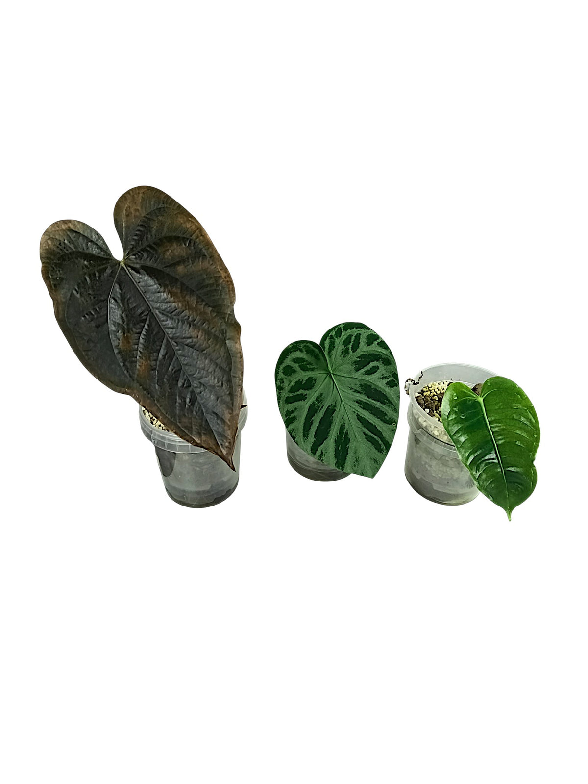 Anthurium group