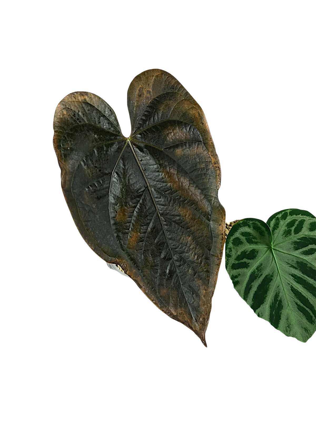 Anthurium group