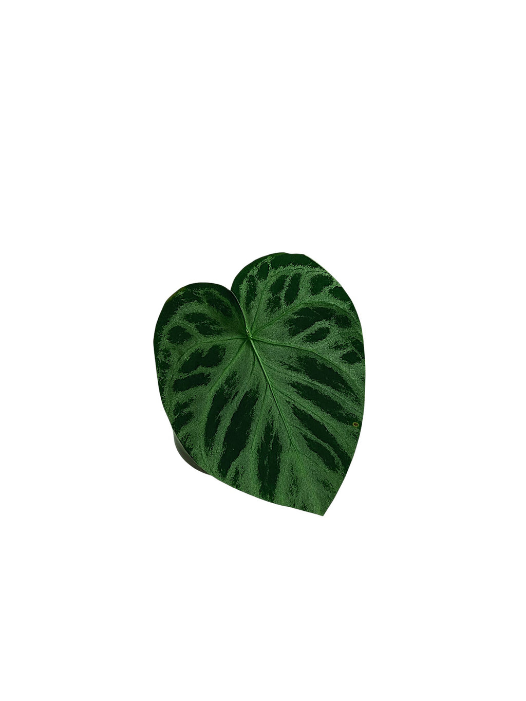 Anthurium group
