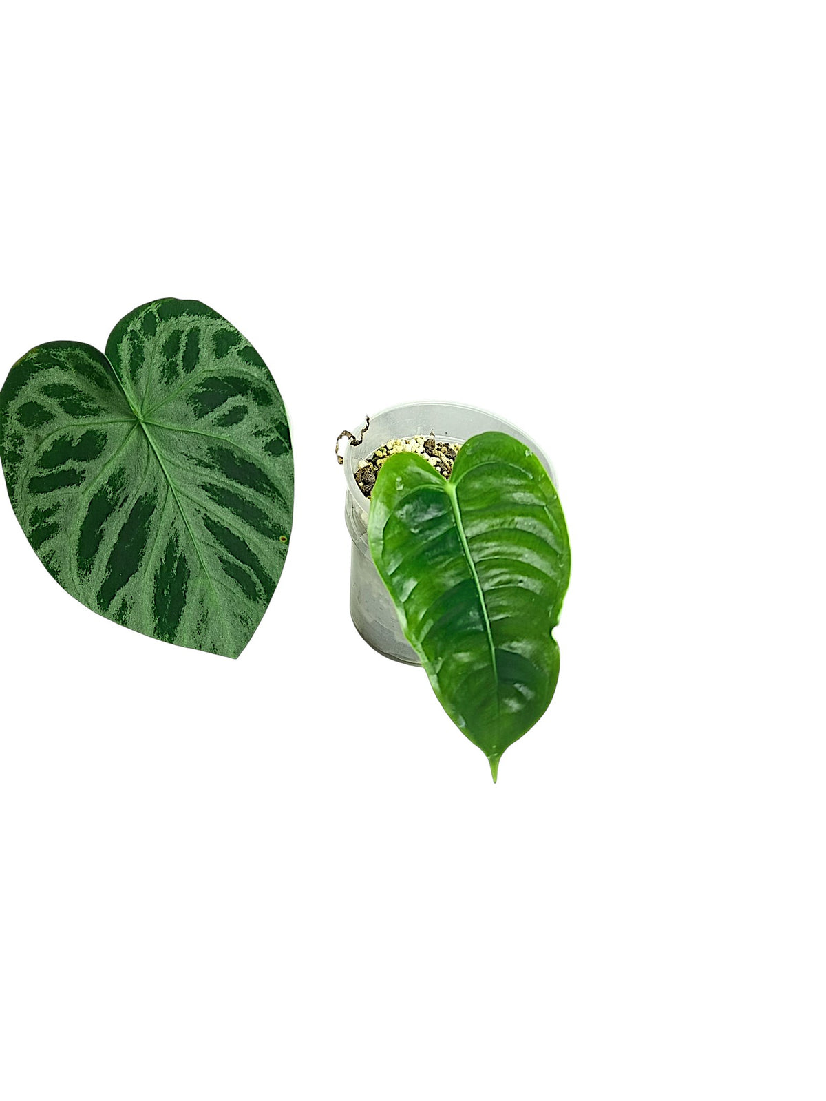 Anthurium group