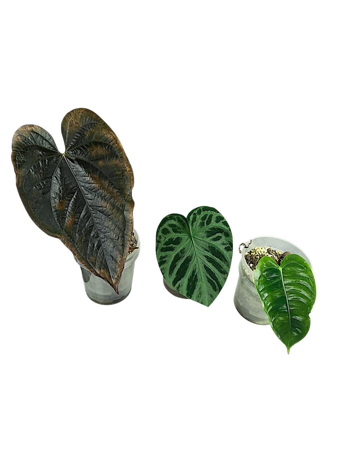 Anthurium group