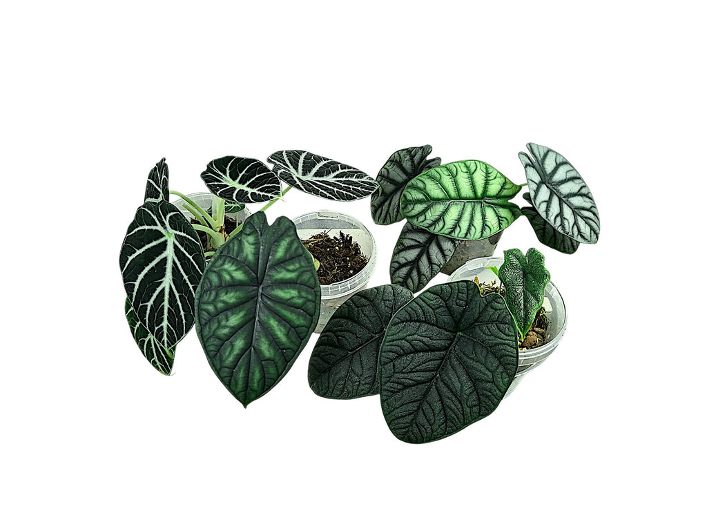 Alocasia Group