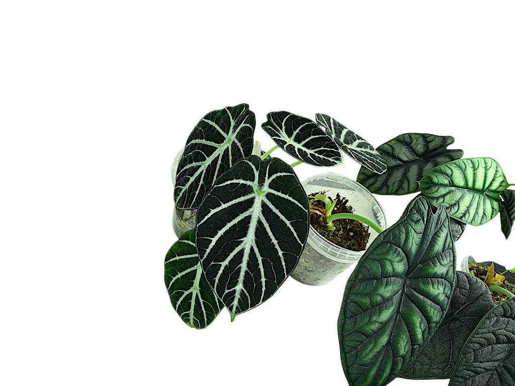 Alocasia Group