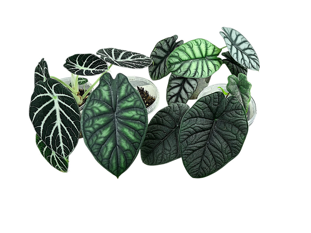 Alocasia Group