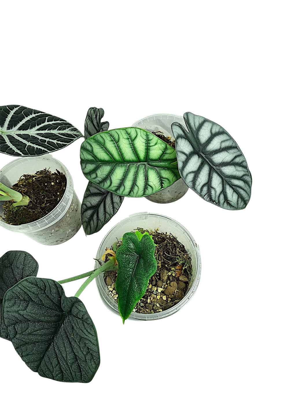 Alocasia Group
