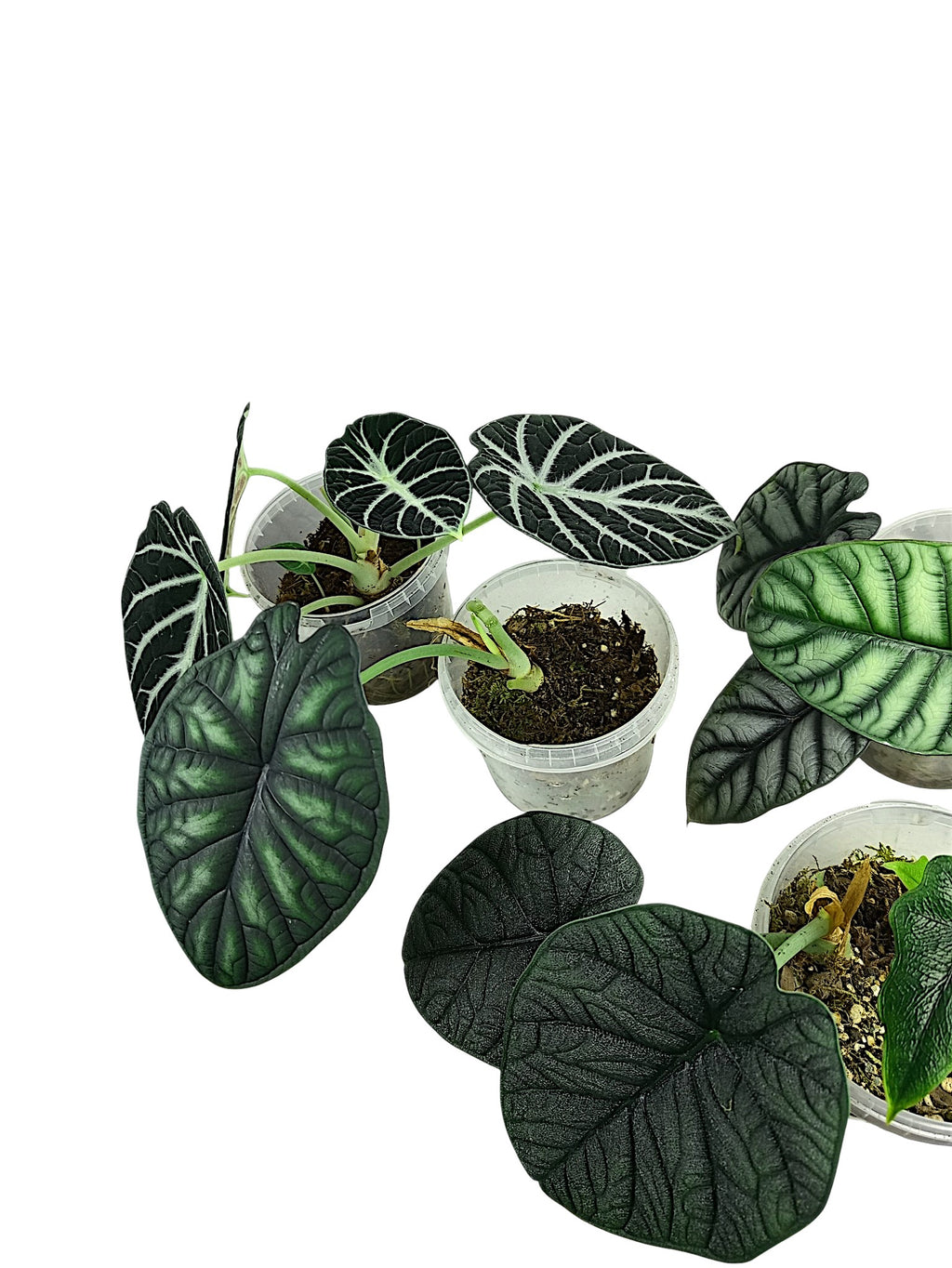 Alocasia Group