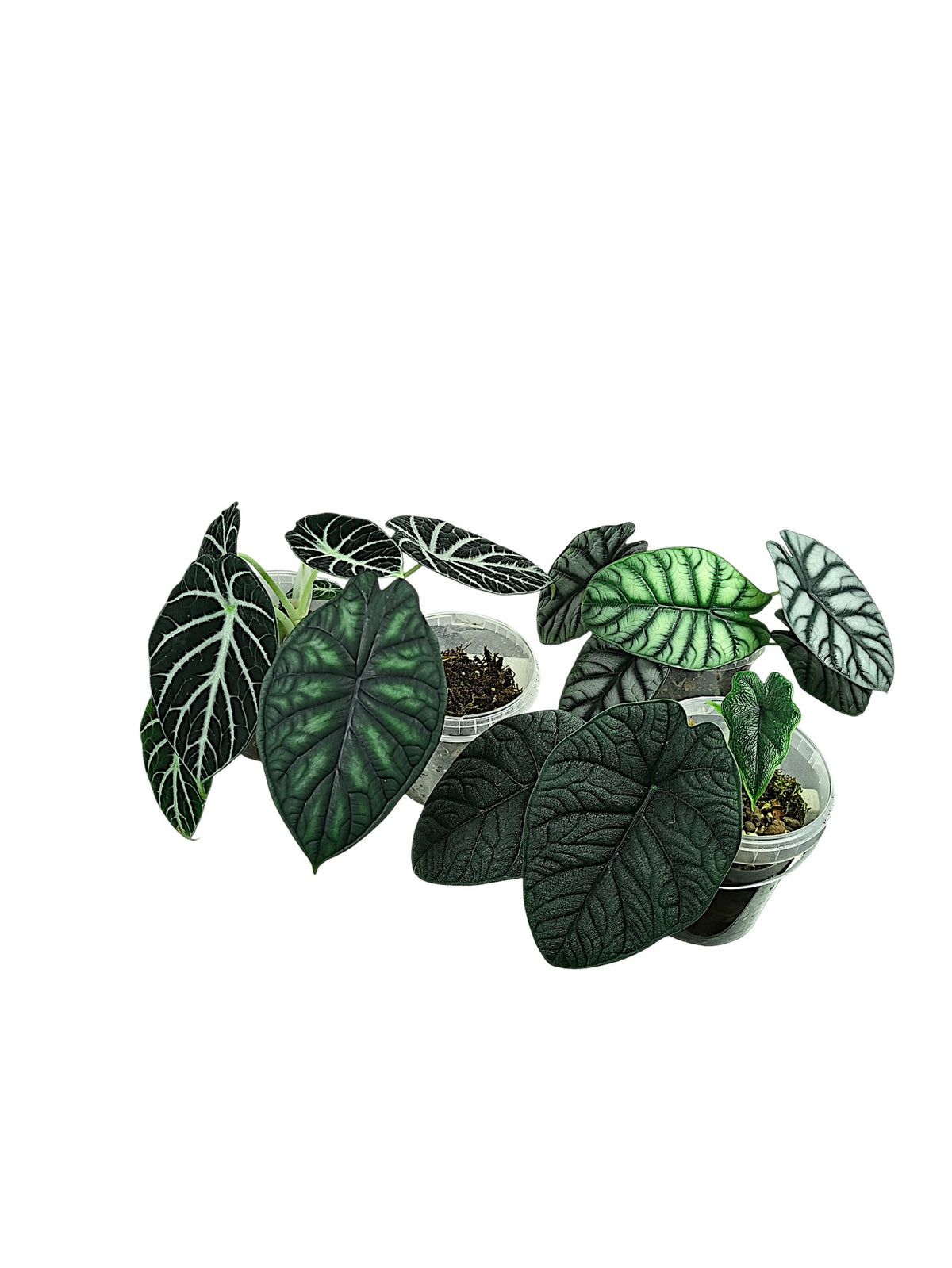 Alocasia Group