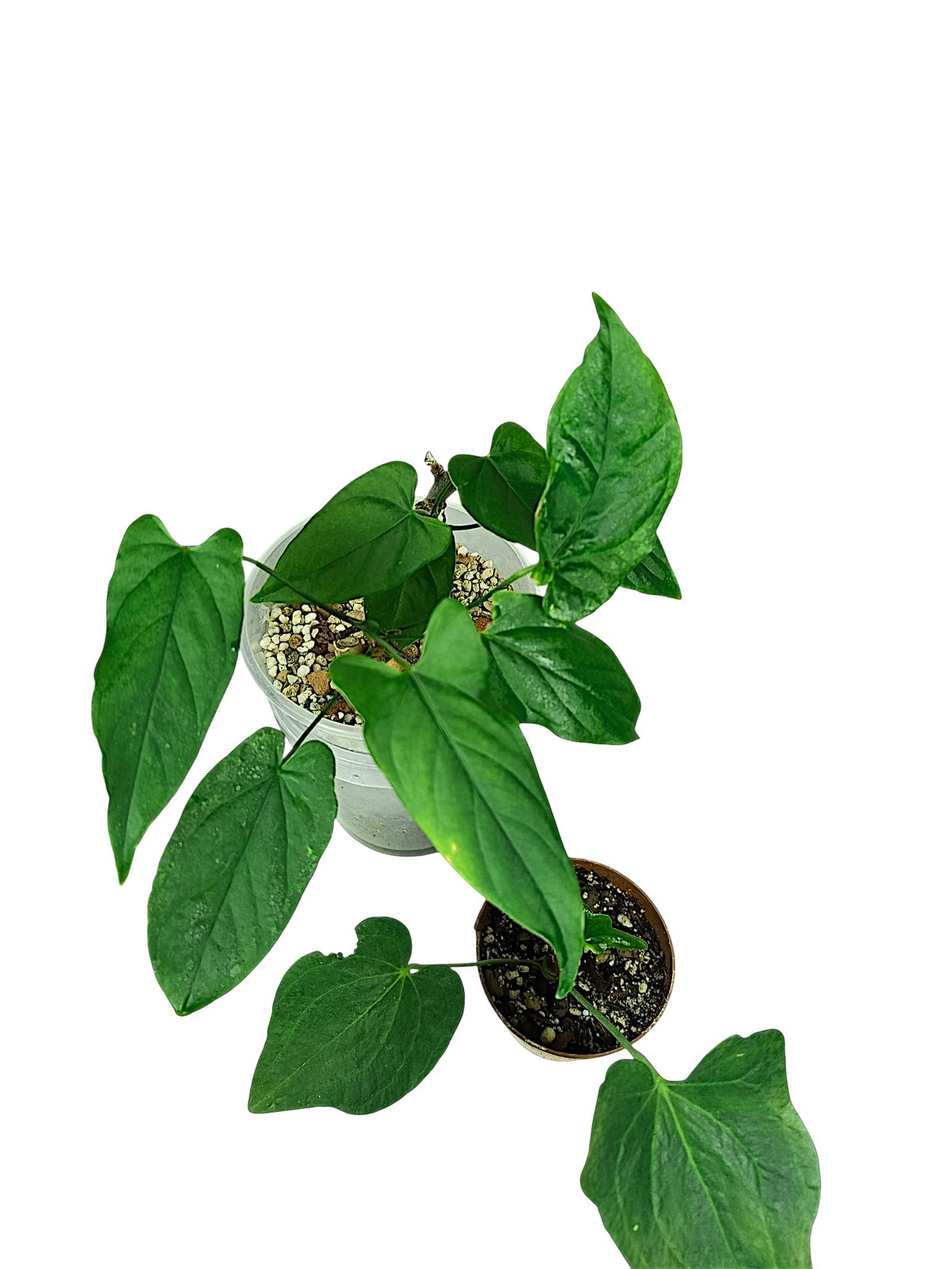 Anthurium group