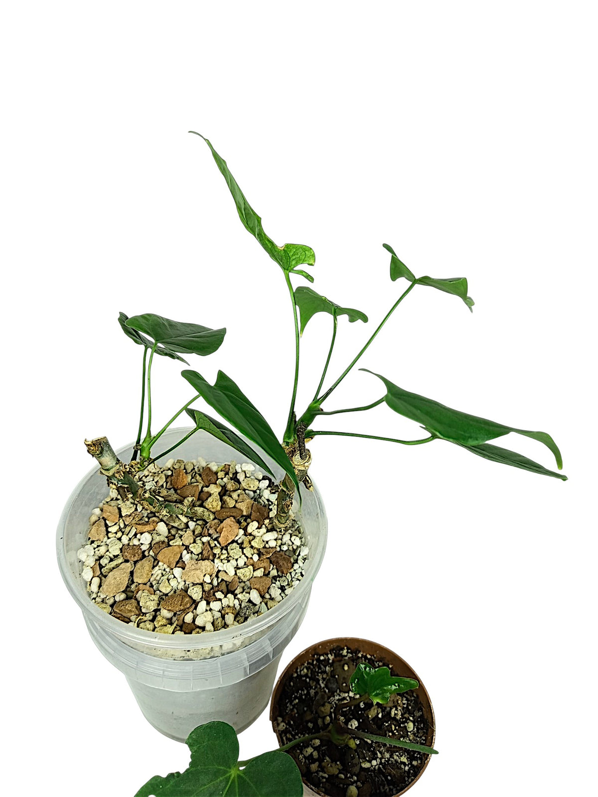 Anthurium group