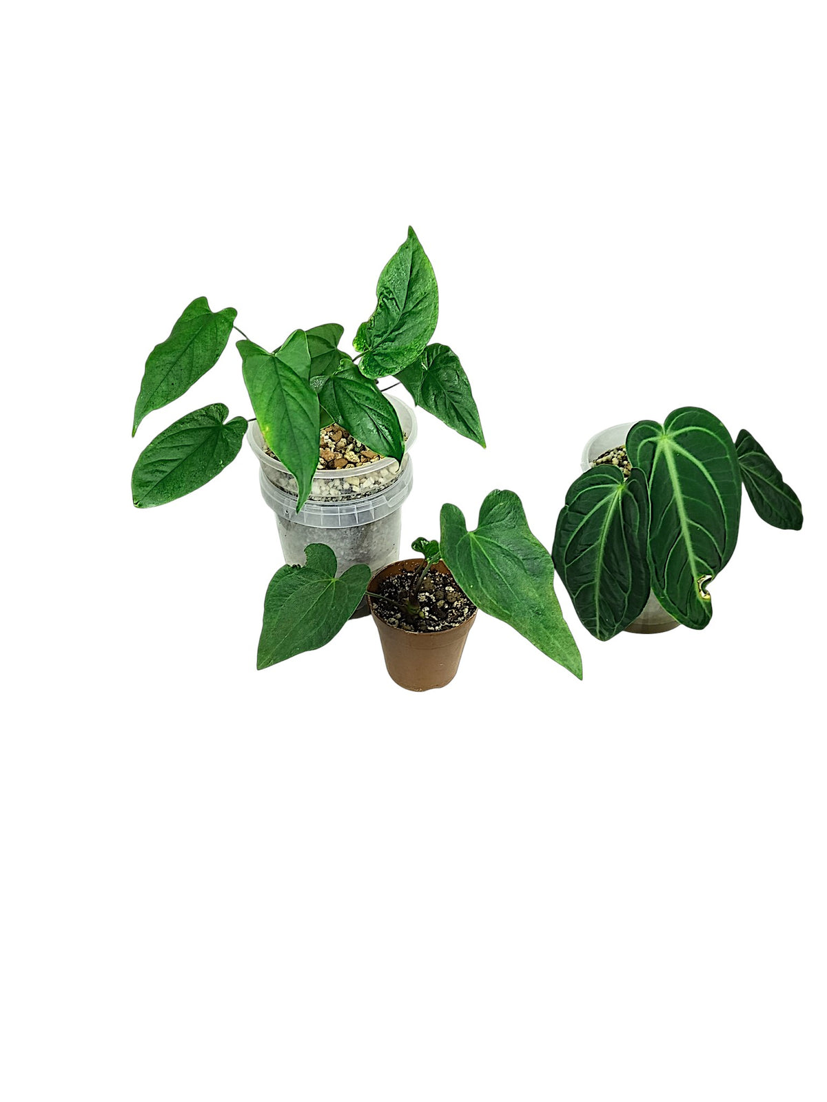 Anthurium group