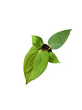 Anthurium Portillae