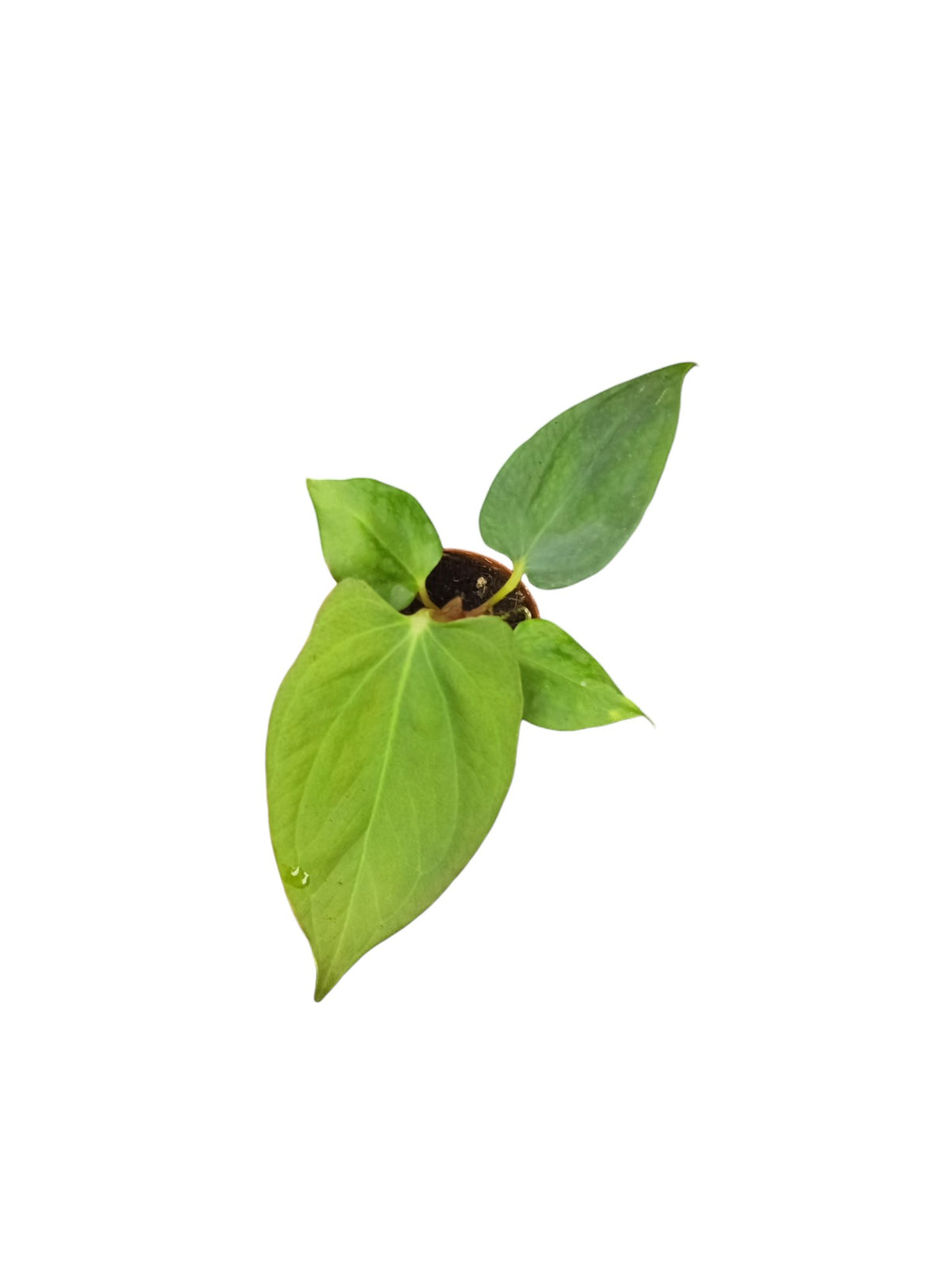 Anthurium Portillae
