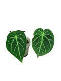 2x Anthurium no ID