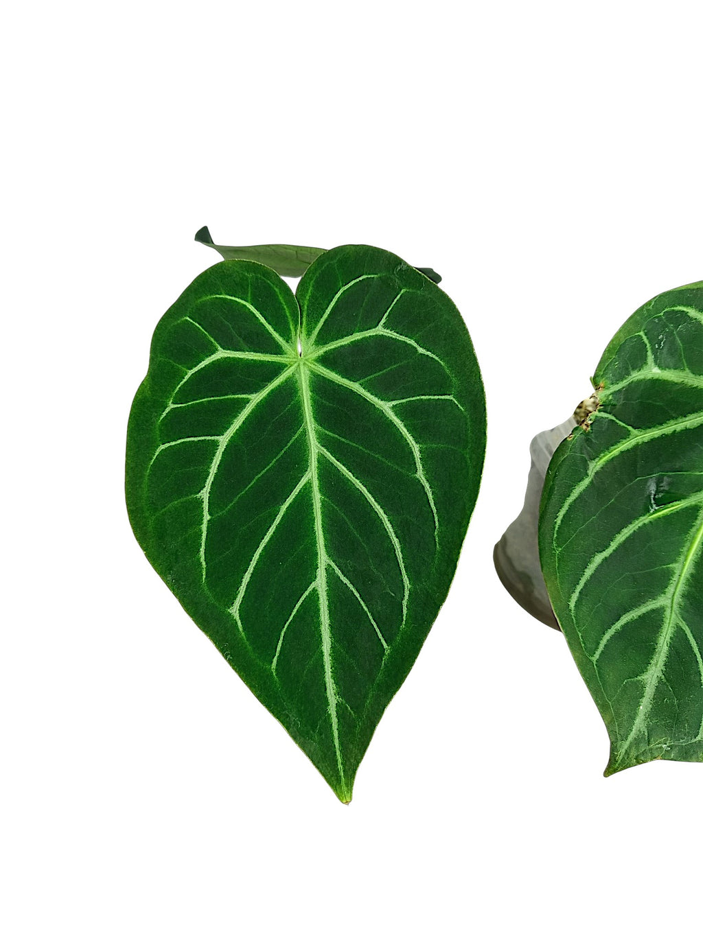 2x Anthurium no ID