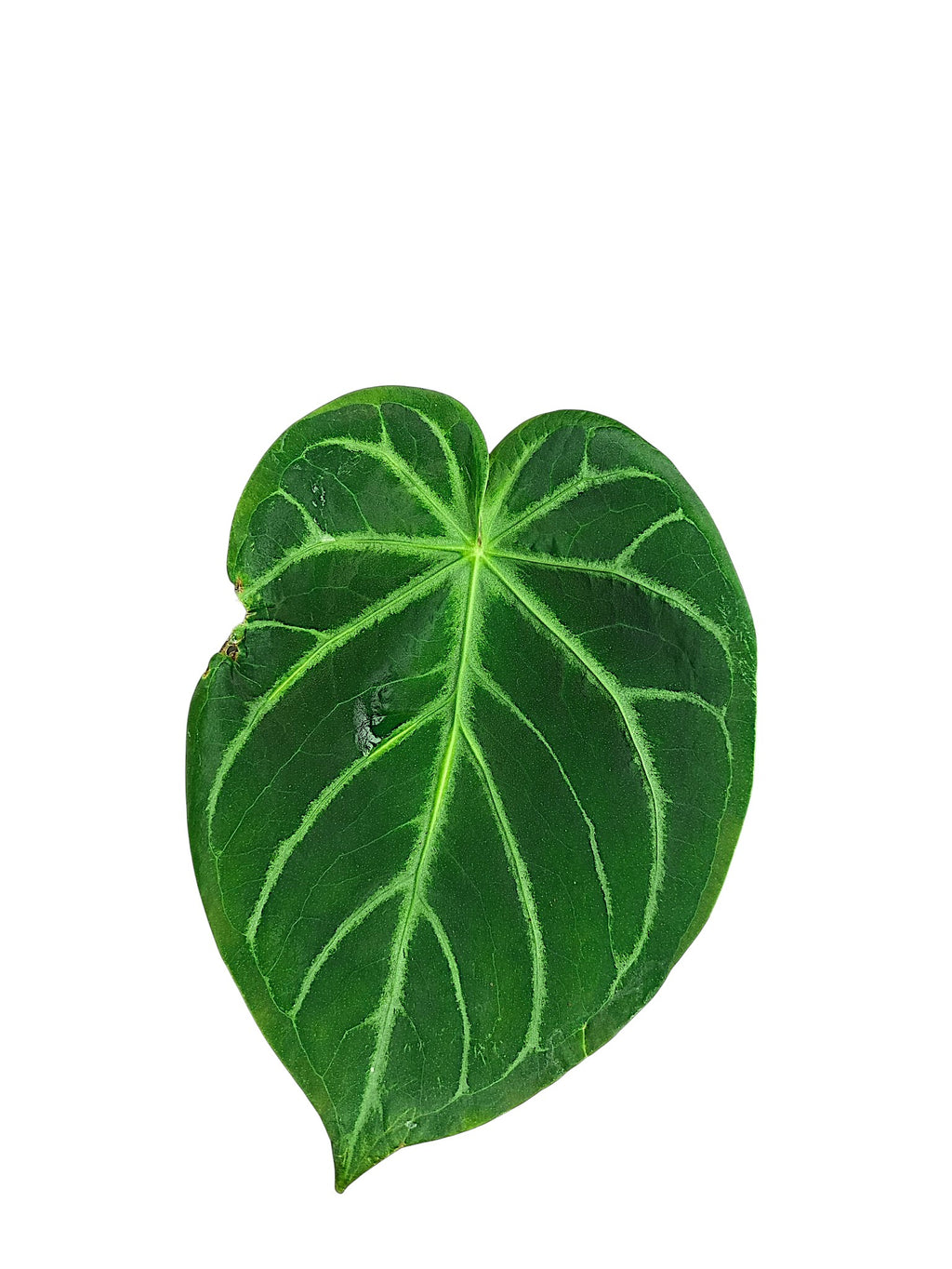2x Anthurium no ID
