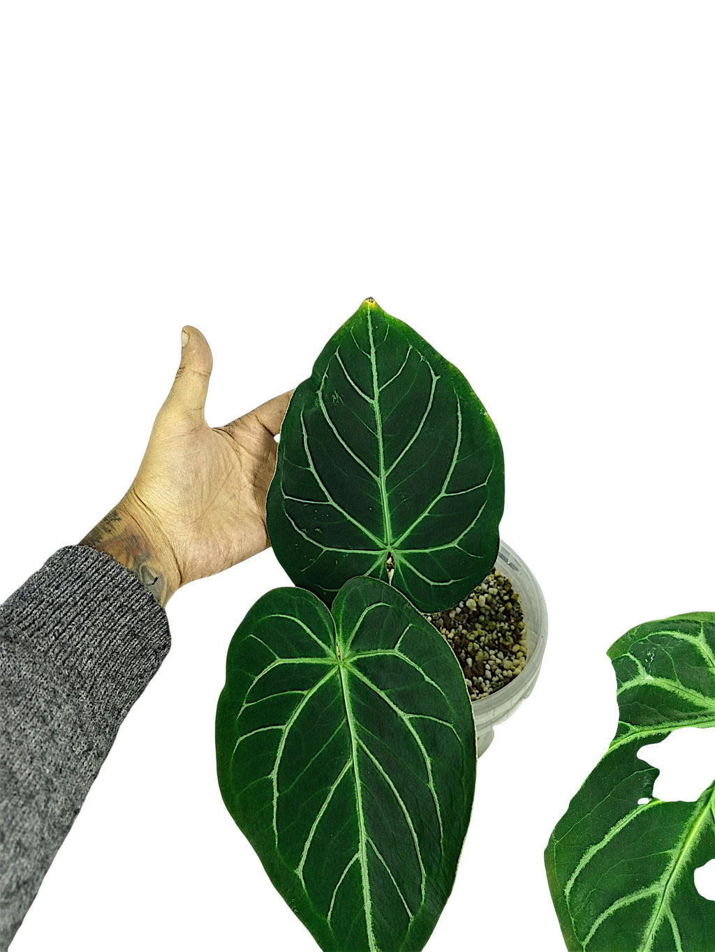2x Anthurium no ID