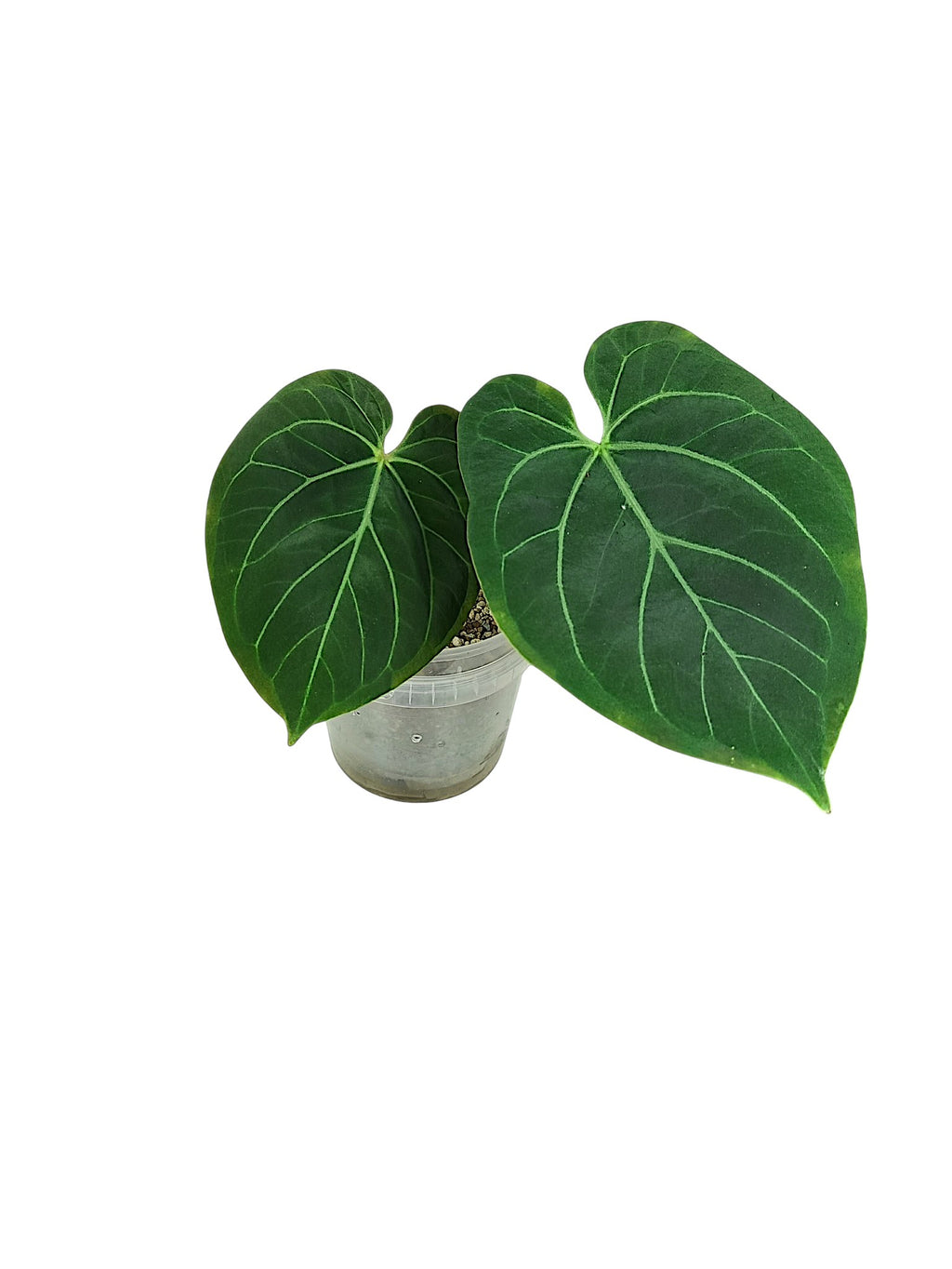 Anthuirum Round Form Papillilaminum