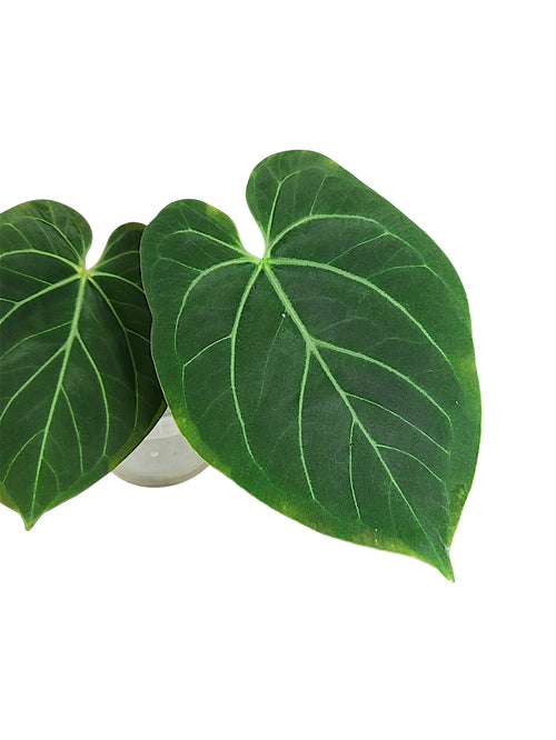 Anthuirum Round Form Papillilaminum