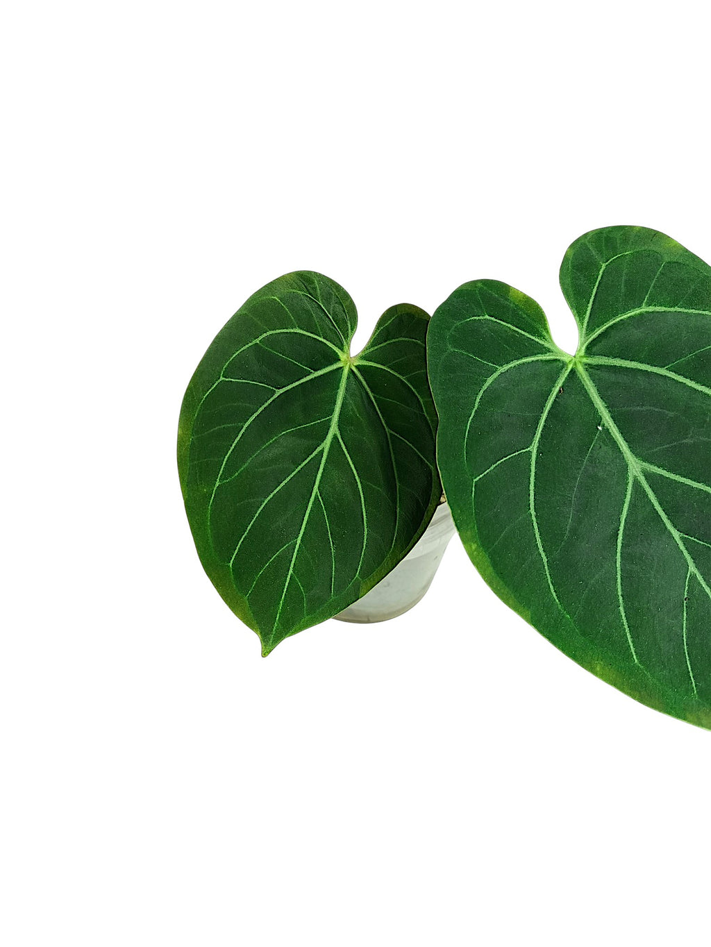 Anthuirum Round Form Papillilaminum
