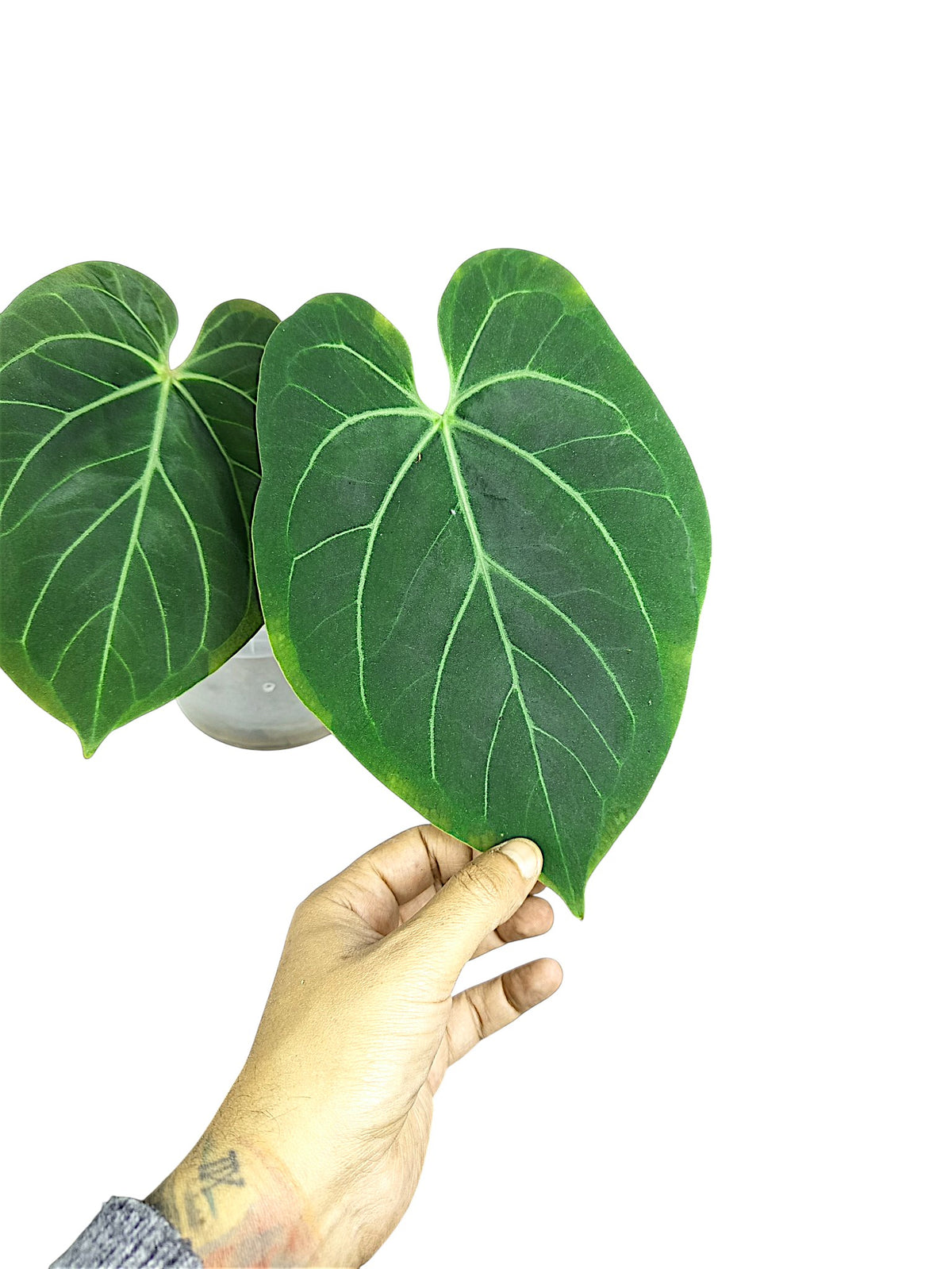 Anthuirum Round Form Papillilaminum