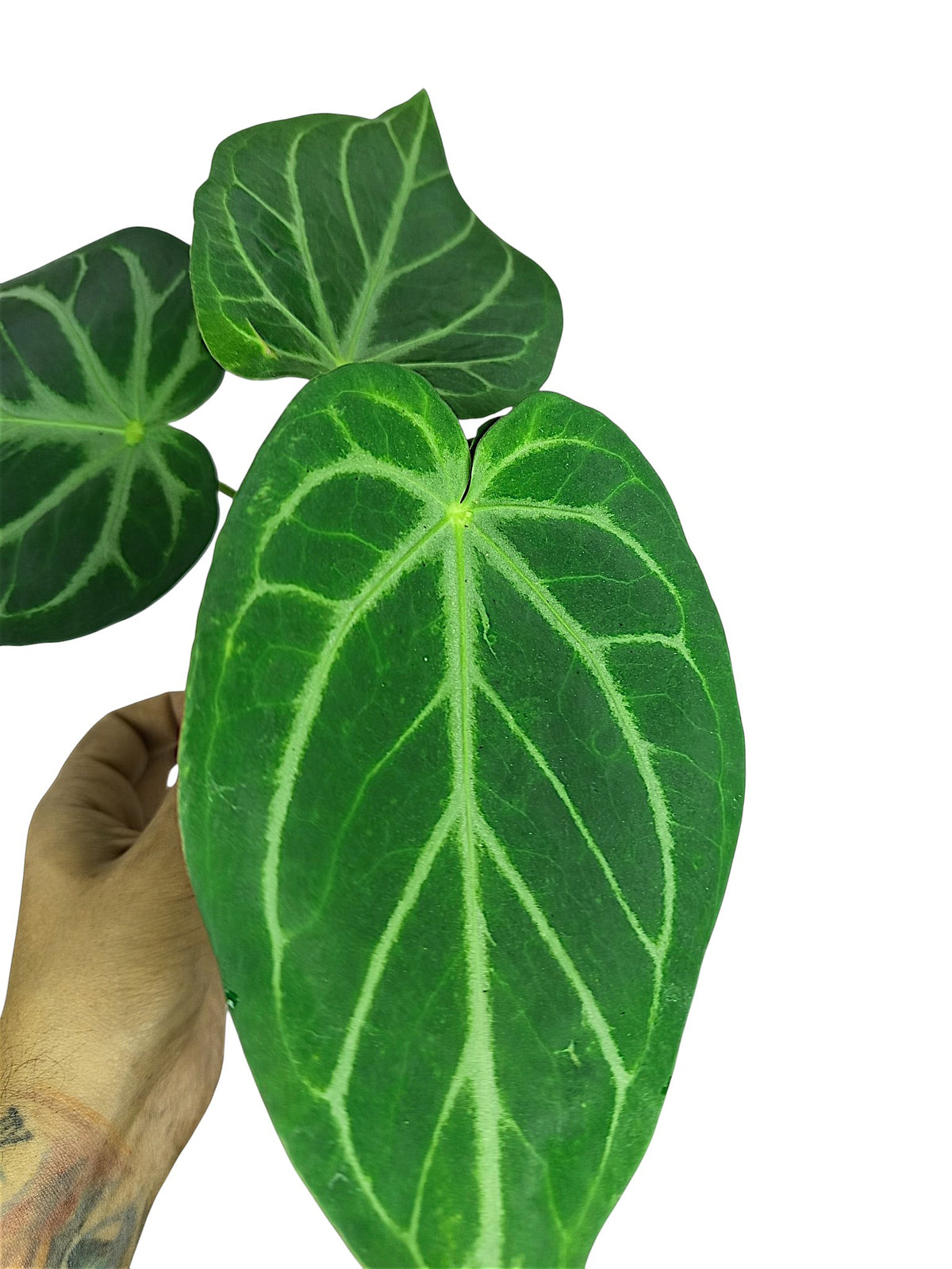 Anthuirum No ID
