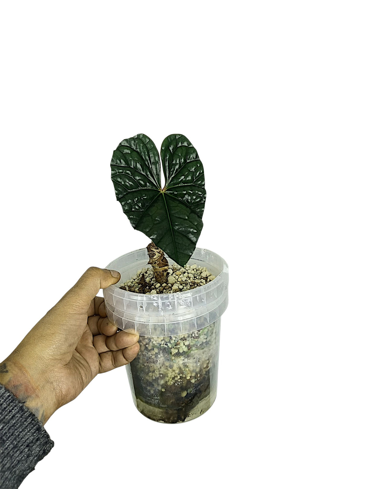 Anthurium Luxurian Dark Form - Rehab