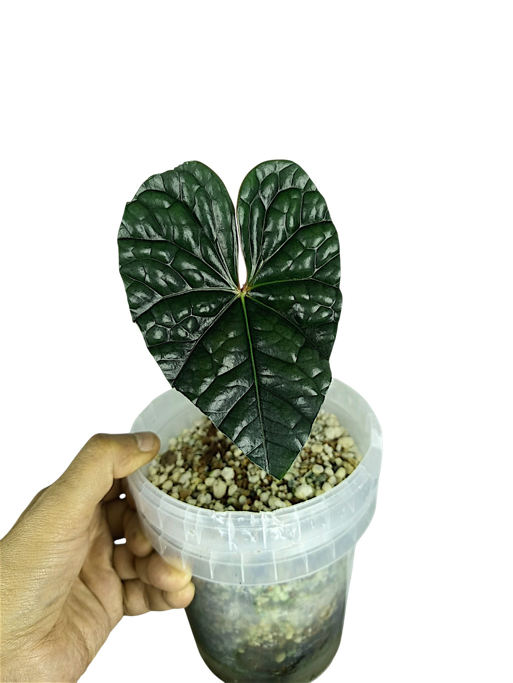 Anthurium Luxurian Dark Form - Rehab