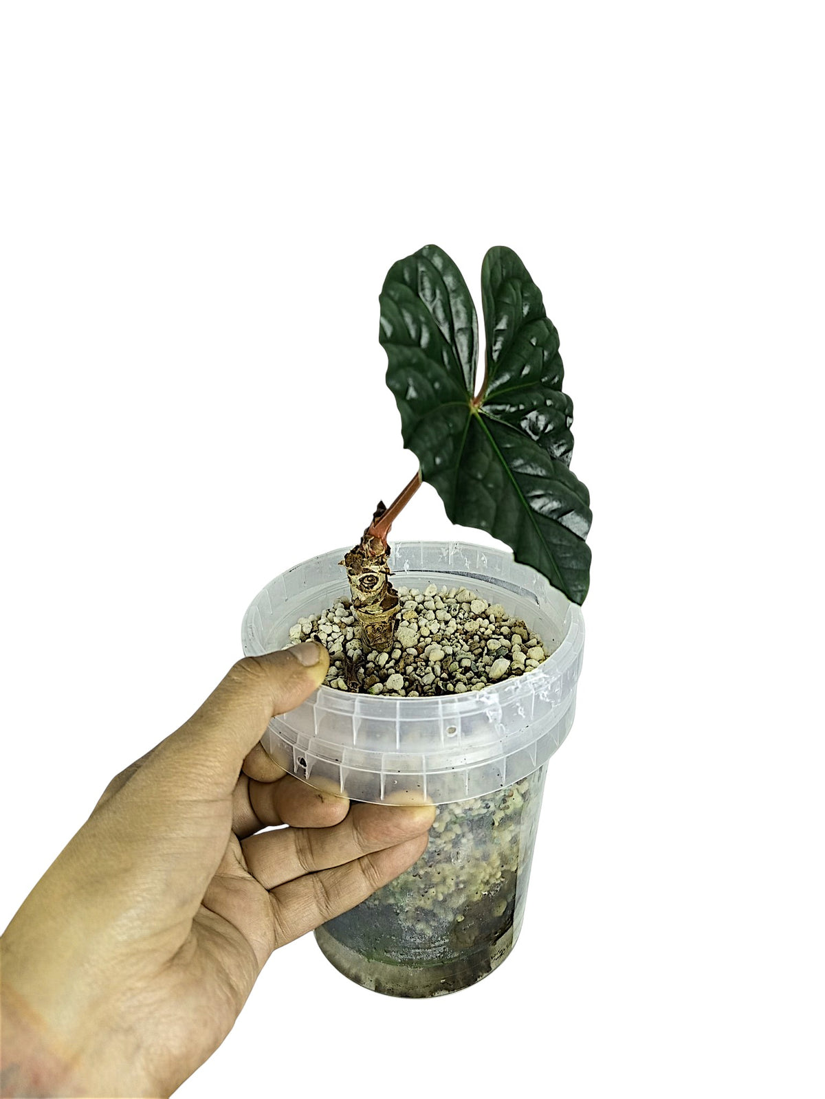 Anthurium Luxurian Dark Form - Rehab
