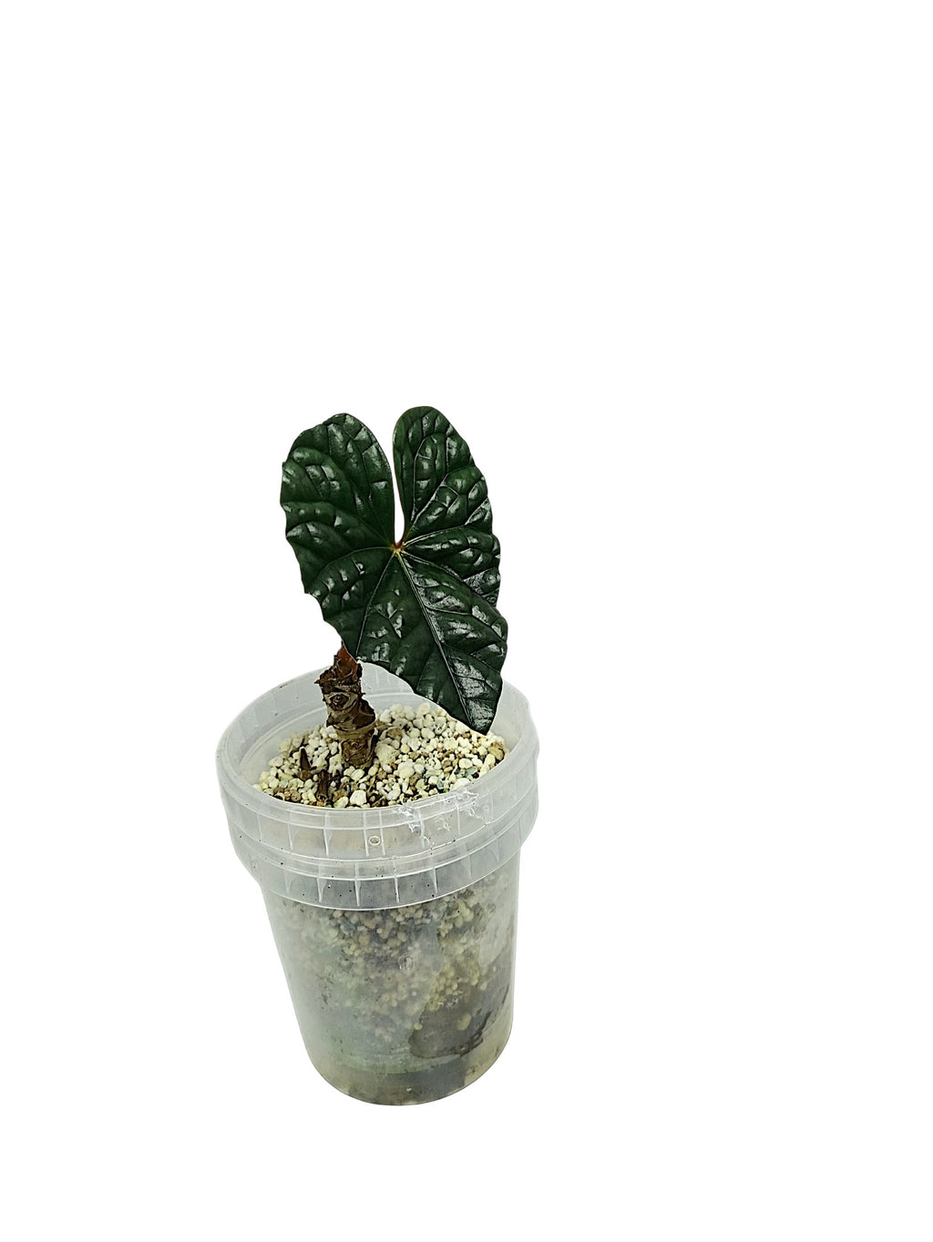 Anthurium Luxurian Dark Form - Rehab