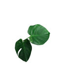 Monstera Thai Dark Round Form