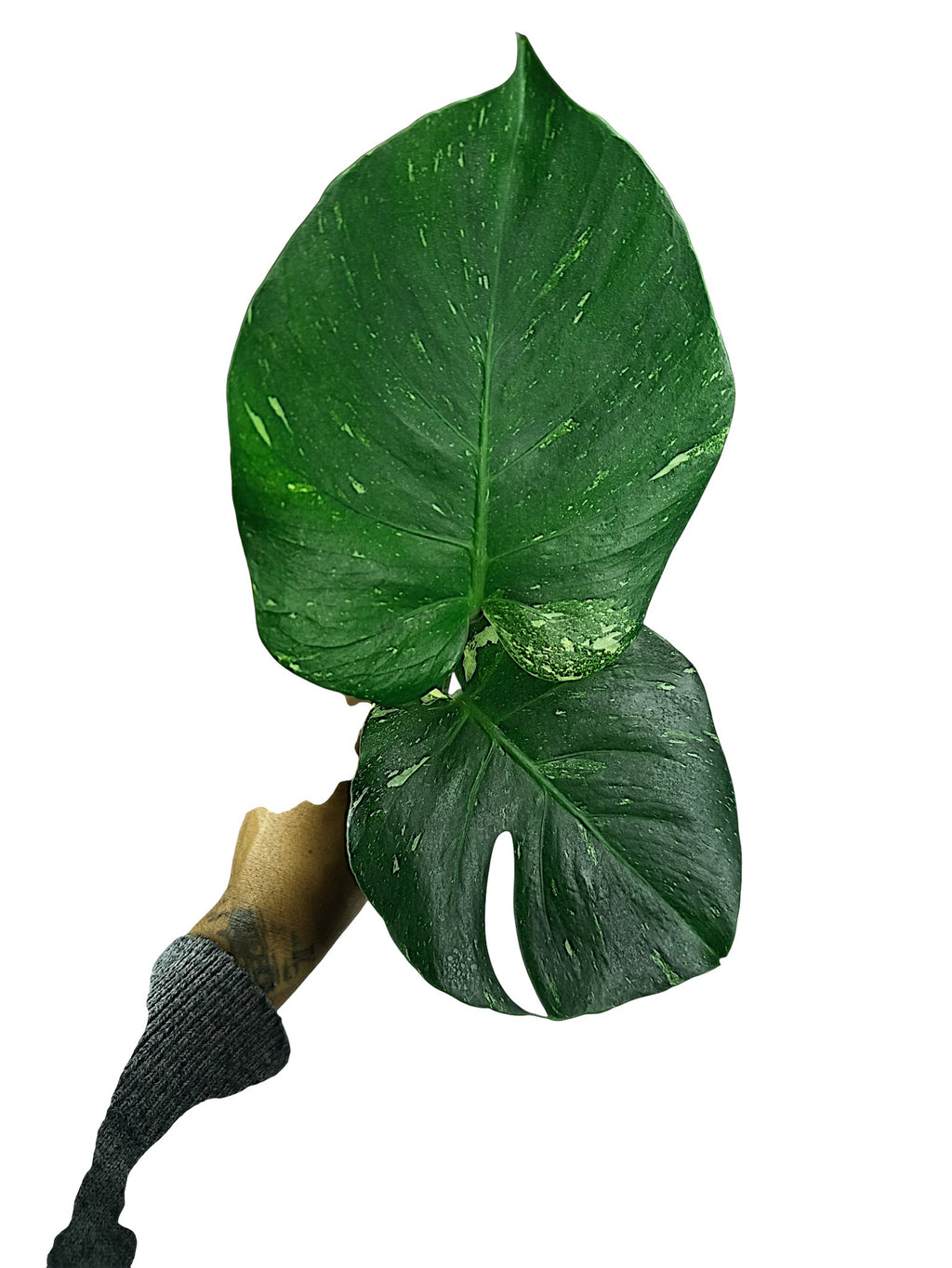 Monstera Thai Dark Round Form