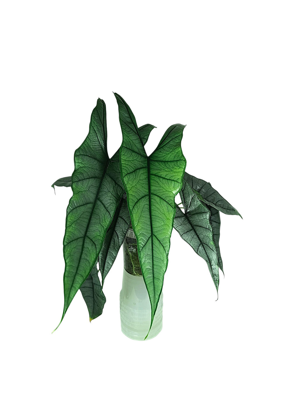 Alocasia heterophylla 'Dragon's Breath' XL