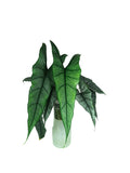 Alocasia heterophylla 'Dragon's Breath' XL