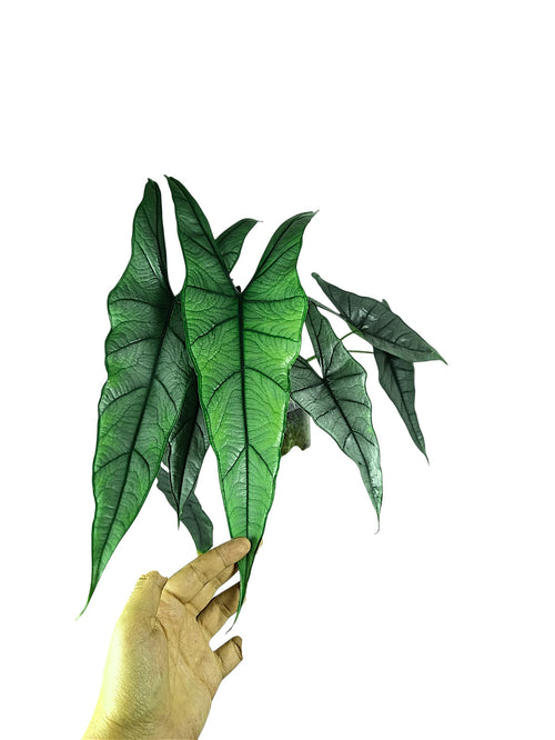 Alocasia heterophylla 'Dragon's Breath' XL