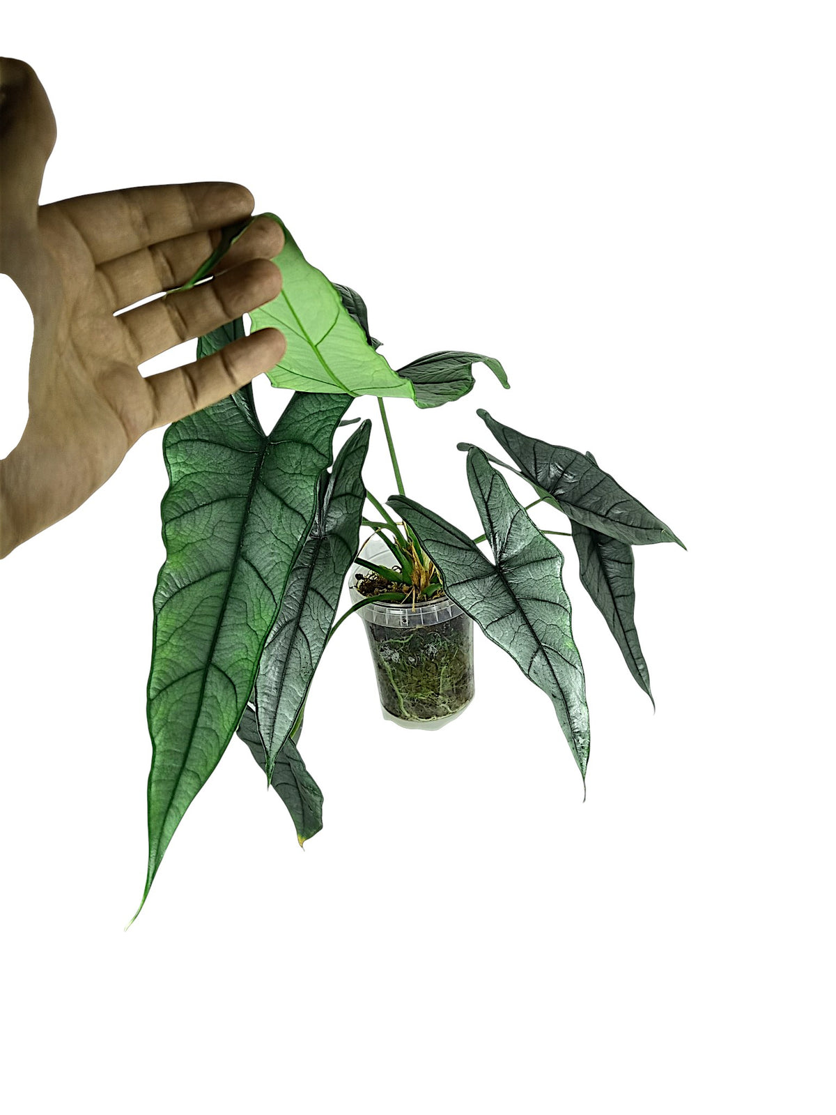 Alocasia heterophylla 'Dragon's Breath' XL