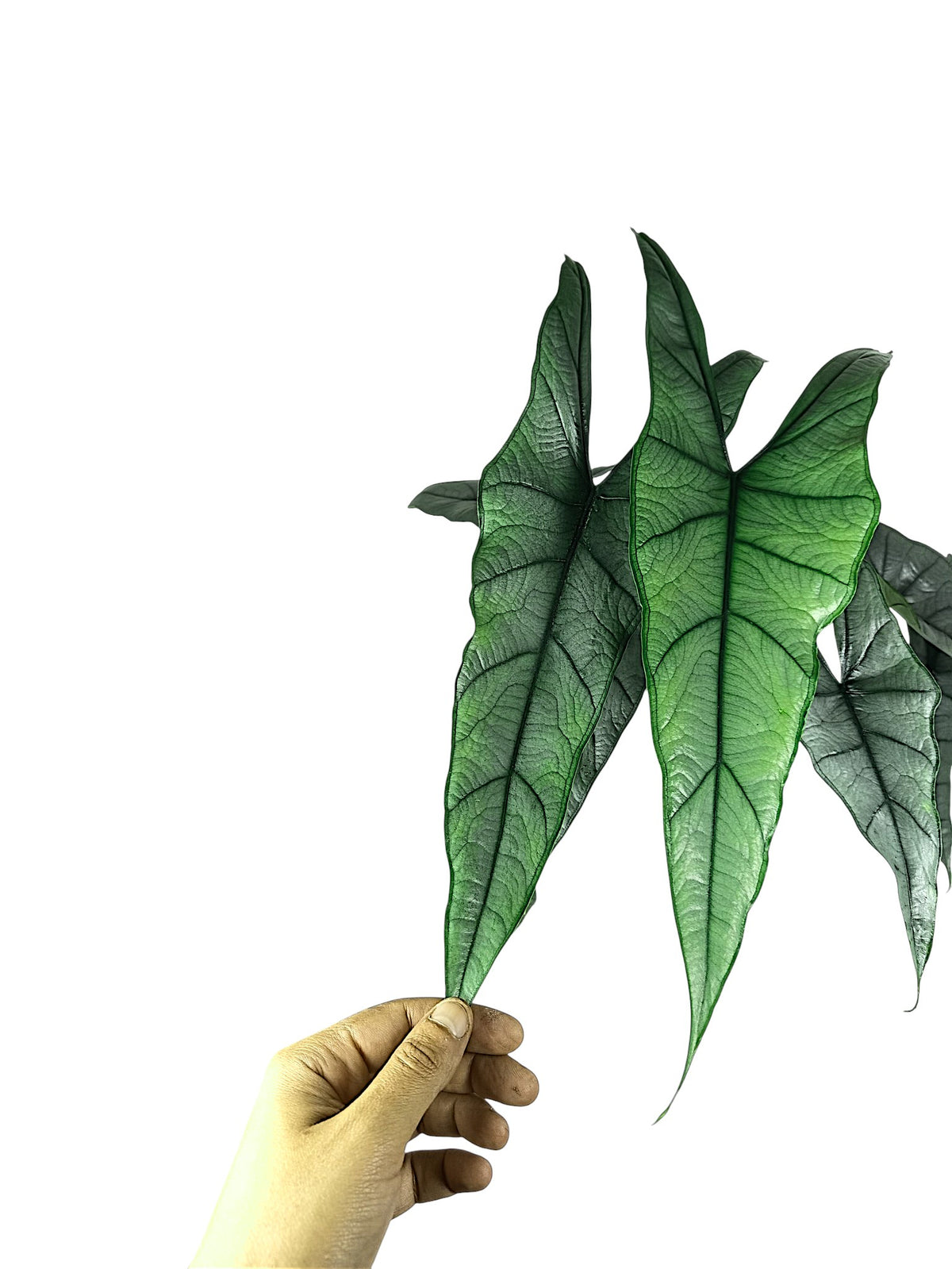 Alocasia heterophylla 'Dragon's Breath' XL