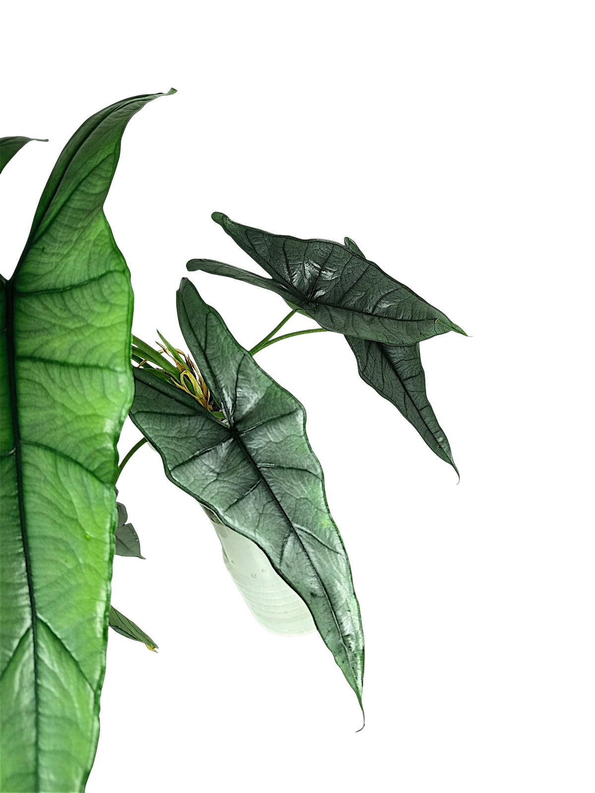 Alocasia heterophylla 'Dragon's Breath' XL