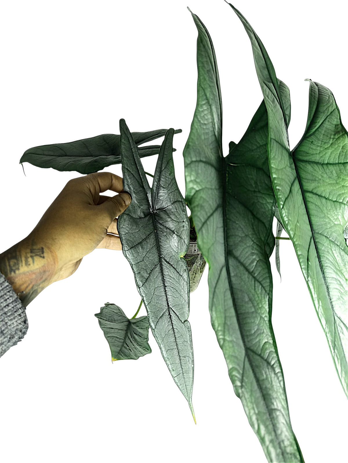 Alocasia heterophylla 'Dragon's Breath' XL