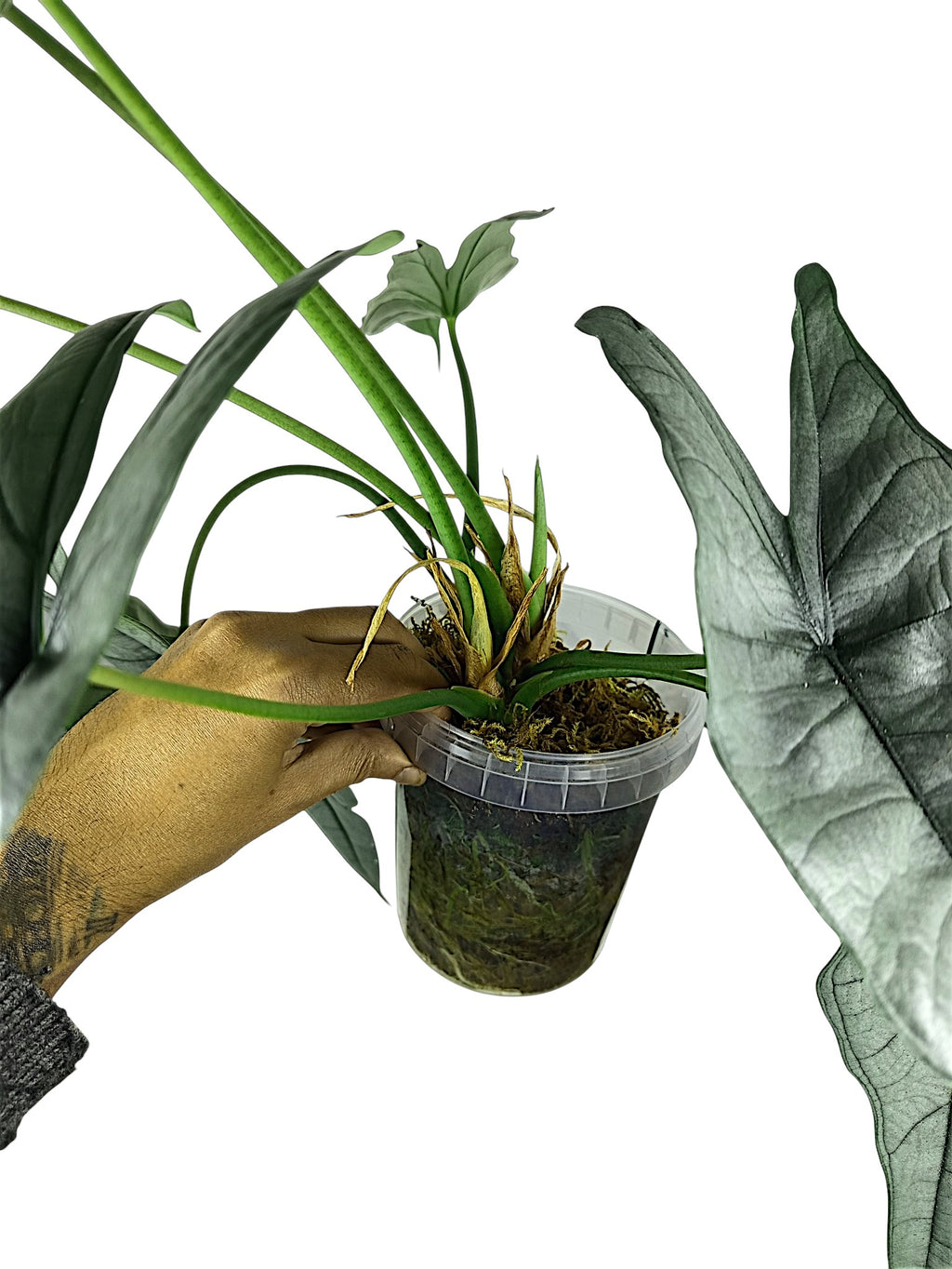 Alocasia heterophylla 'Dragon's Breath' XL