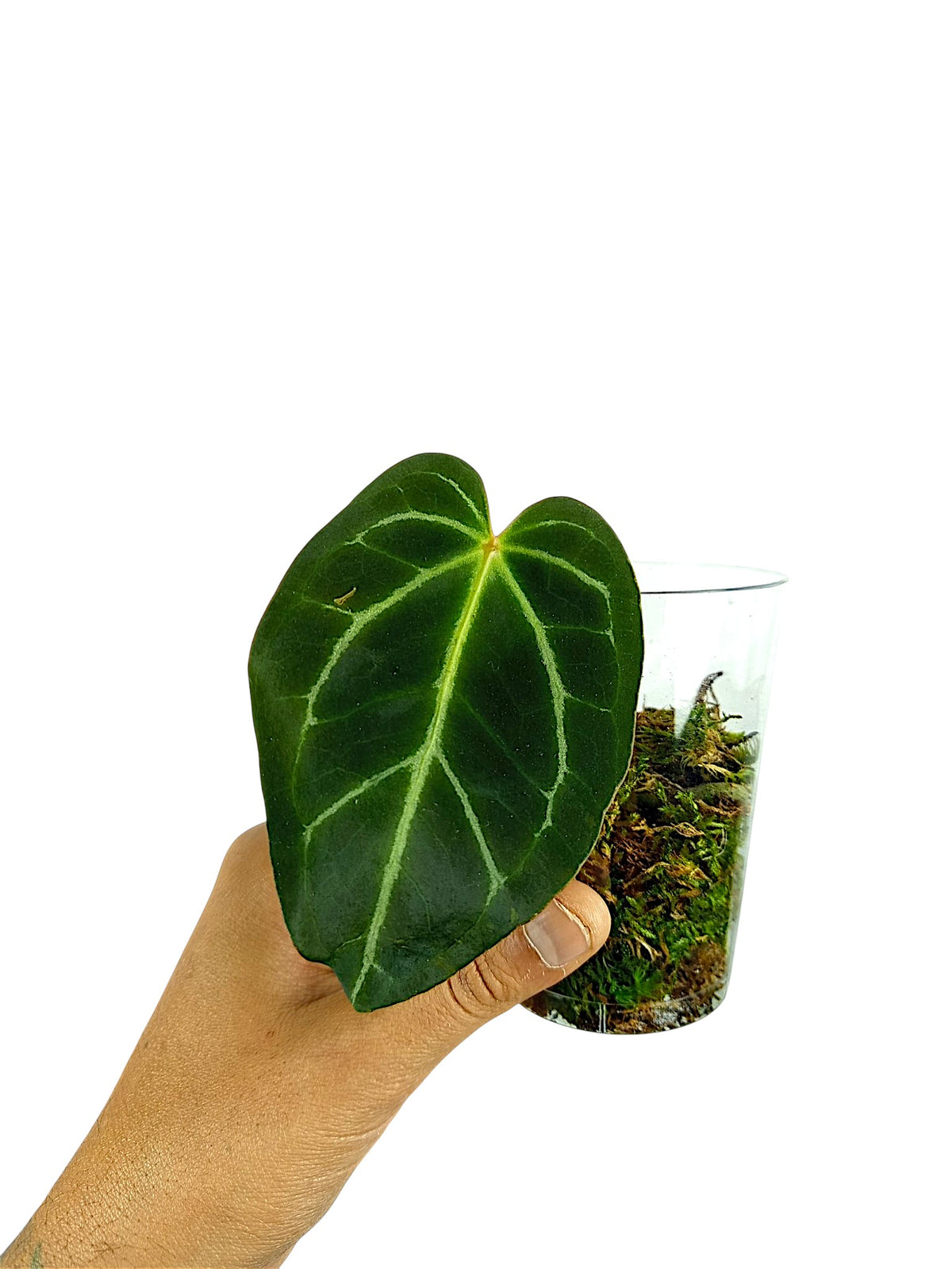 Anthurium Red Spider x Forgetii