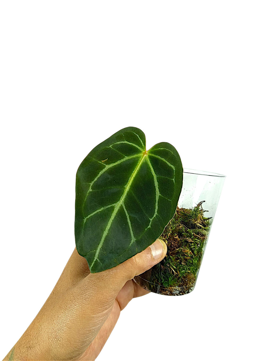 Anthurium Red Spider x Forgetii