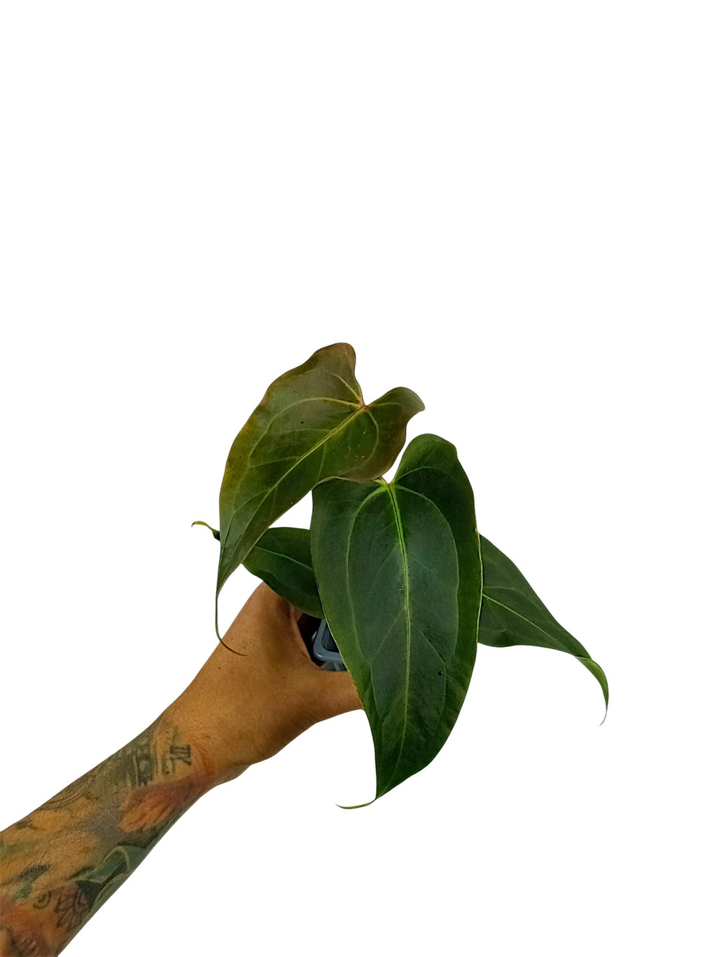 DocBlock Anthurium Dark & Handsome® '9' X Dark & Handsome® '9'