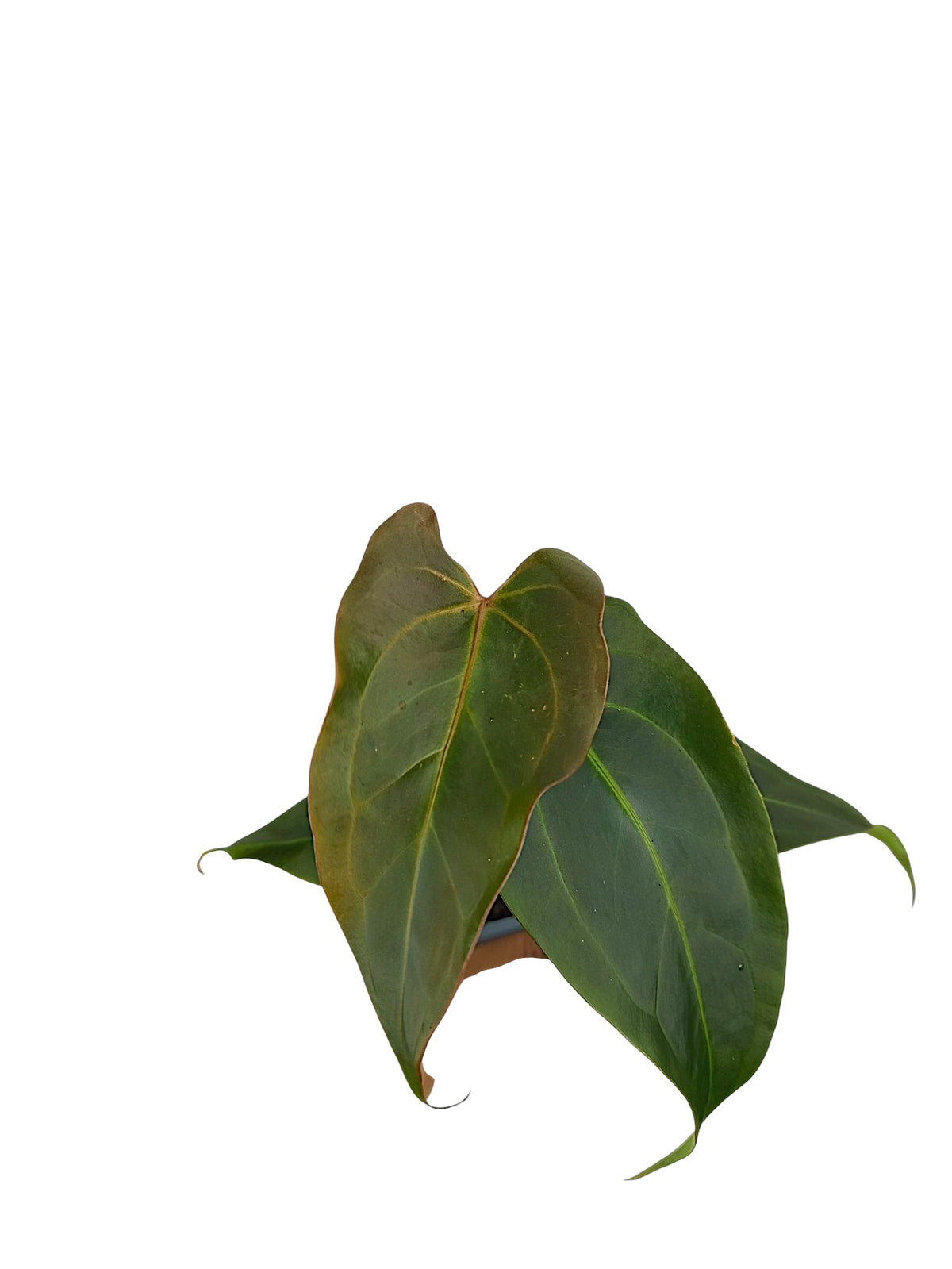 DocBlock Anthurium Dark & Handsome® '9' X Dark & Handsome® '9'