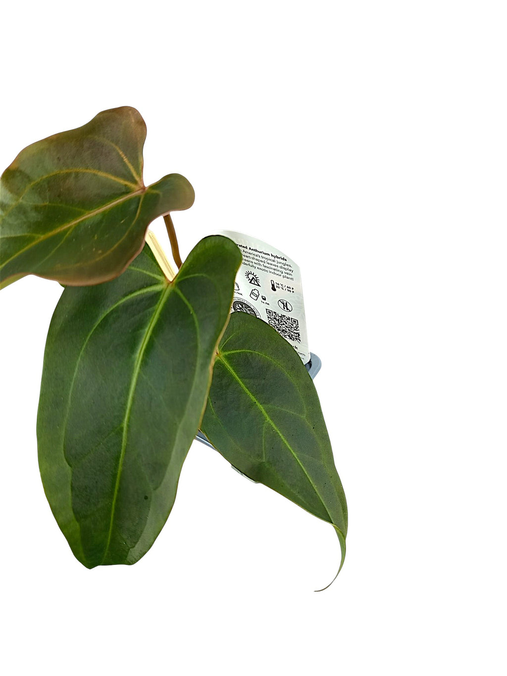 DocBlock Anthurium Dark & Handsome® '9' X Dark & Handsome® '9'