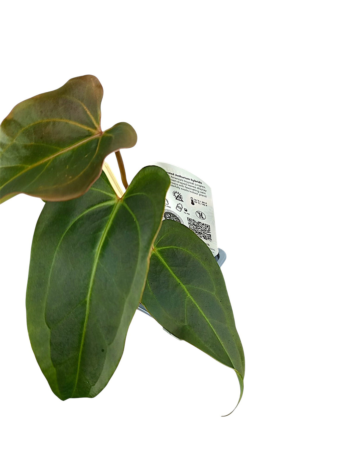 DocBlock Anthurium Dark & Handsome® '9' X Dark & Handsome® '9'