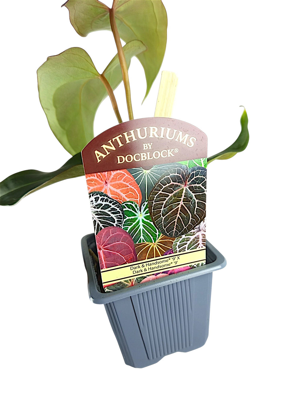 DocBlock Anthurium Dark & Handsome® '9' X Dark & Handsome® '9'